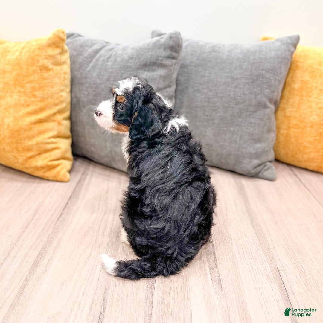 Mini Bernedoodle dogs for sale: Katie - Ad 6