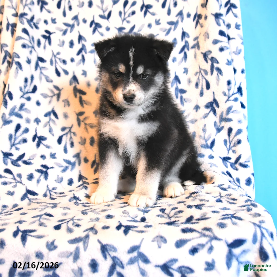 Mixed Breed dogs for sale: Dutches - Ad 1