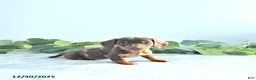 Miniature Dachshund dogs for sale: Sparkey   - Ad 4