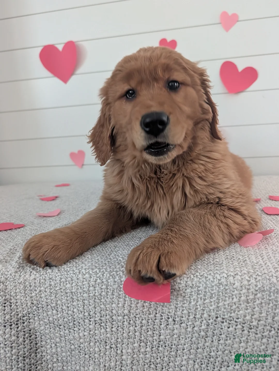 Golden Retriever dogs for sale: Goldie - Ad 17