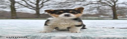 Welsh Corgi Pembroke dogs for sale: Clover  - Ad 1