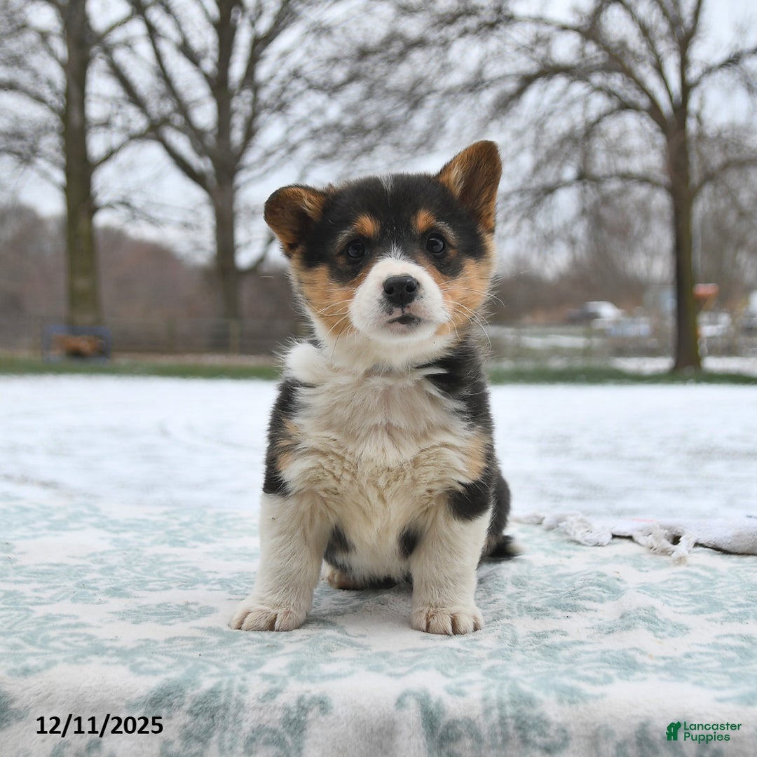 Welsh Corgi Pembroke dogs for sale: Clover  - Ad 1