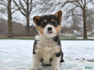 Welsh Corgi Pembroke dogs Clover - Ad 41