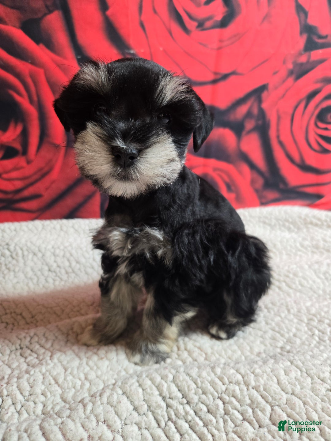 Miniature Schnauzer dogs for sale: Mrs. Claus - Ad 2