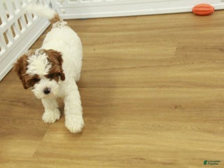 Cavapoo dogs Leo - Ad 16
