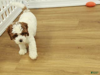 Cavapoo dogs Leo - Ad 39