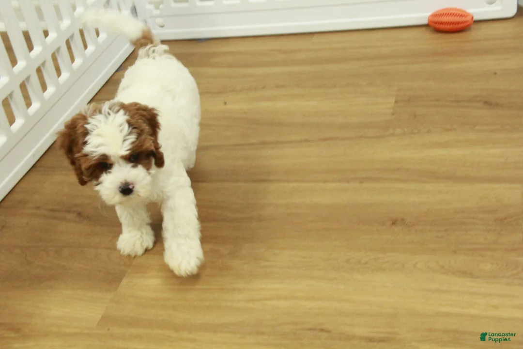 Cavapoo dogs for sale: Leo - Ad 1