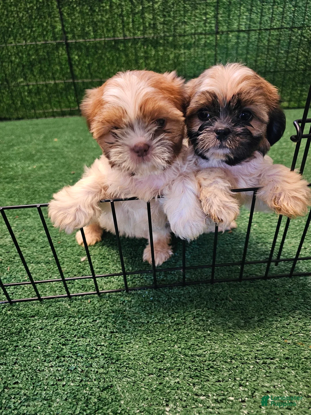 Gallery Image {{count}}