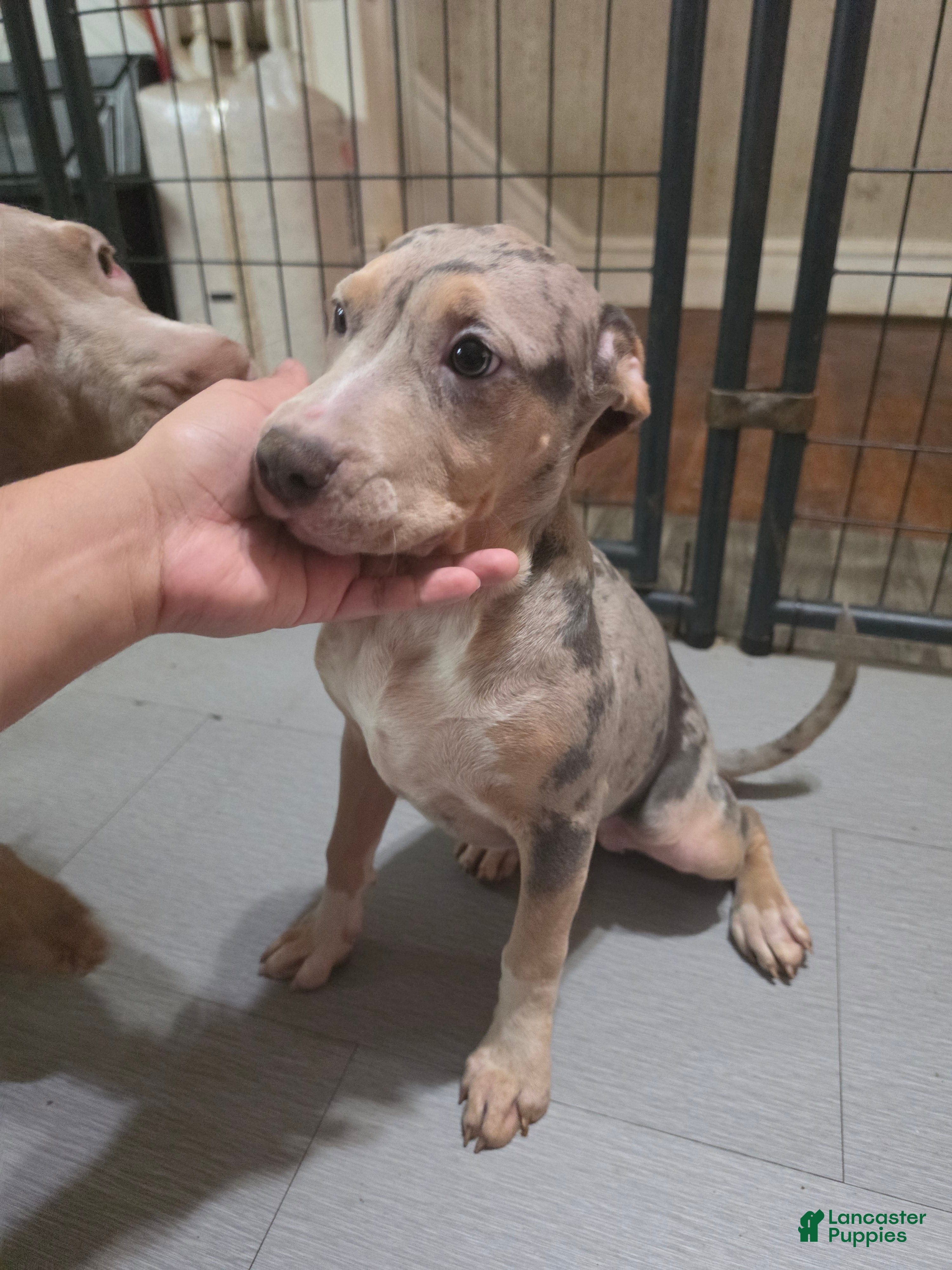 American Bully dogs American Bully 5 female - Ad 1