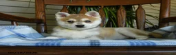 Alaskan Klee Kai dogs for sale: Daisy - Ad 2