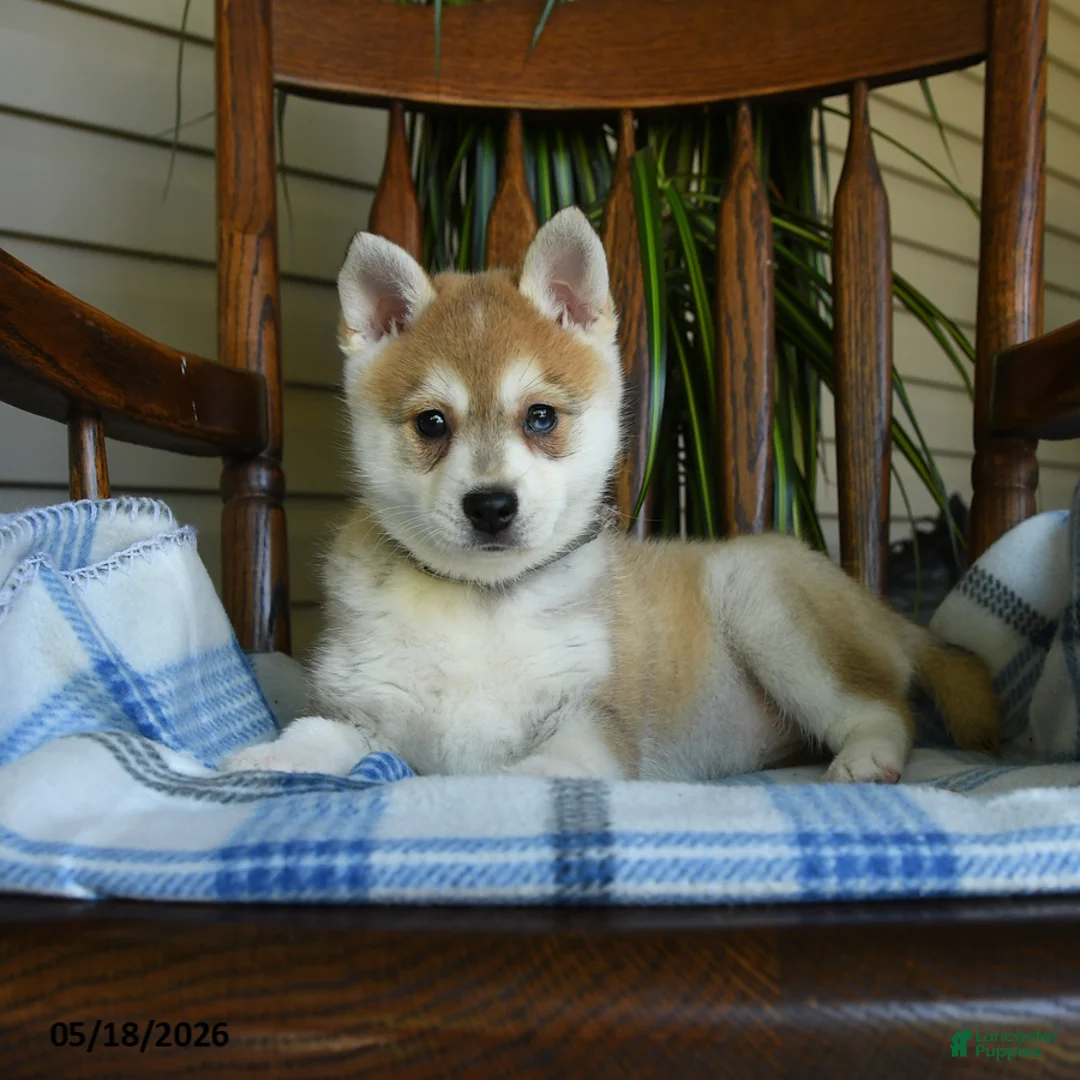 Alaskan Klee Kai dogs for sale: Daisy - Ad 2