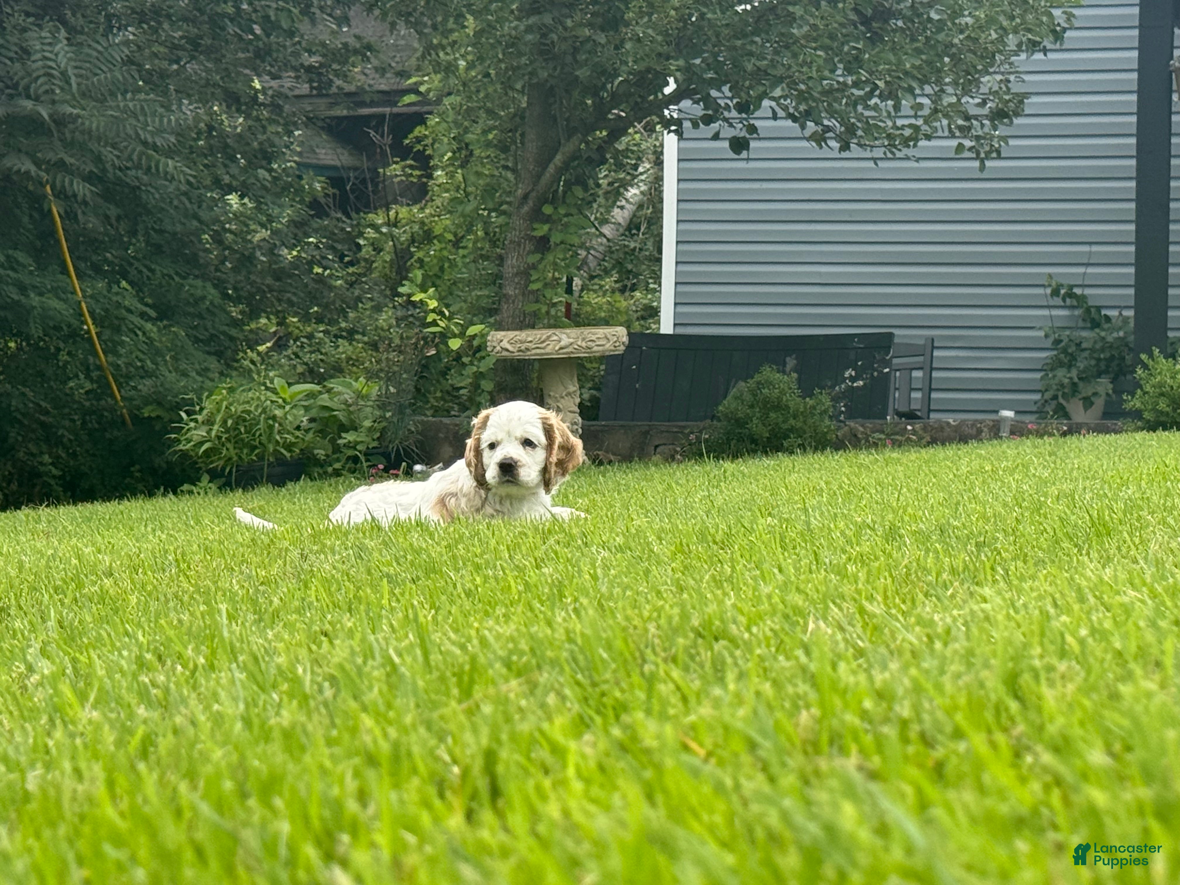 Cocker Spaniel dogs Cocker Spaniel 1 - Ad 41