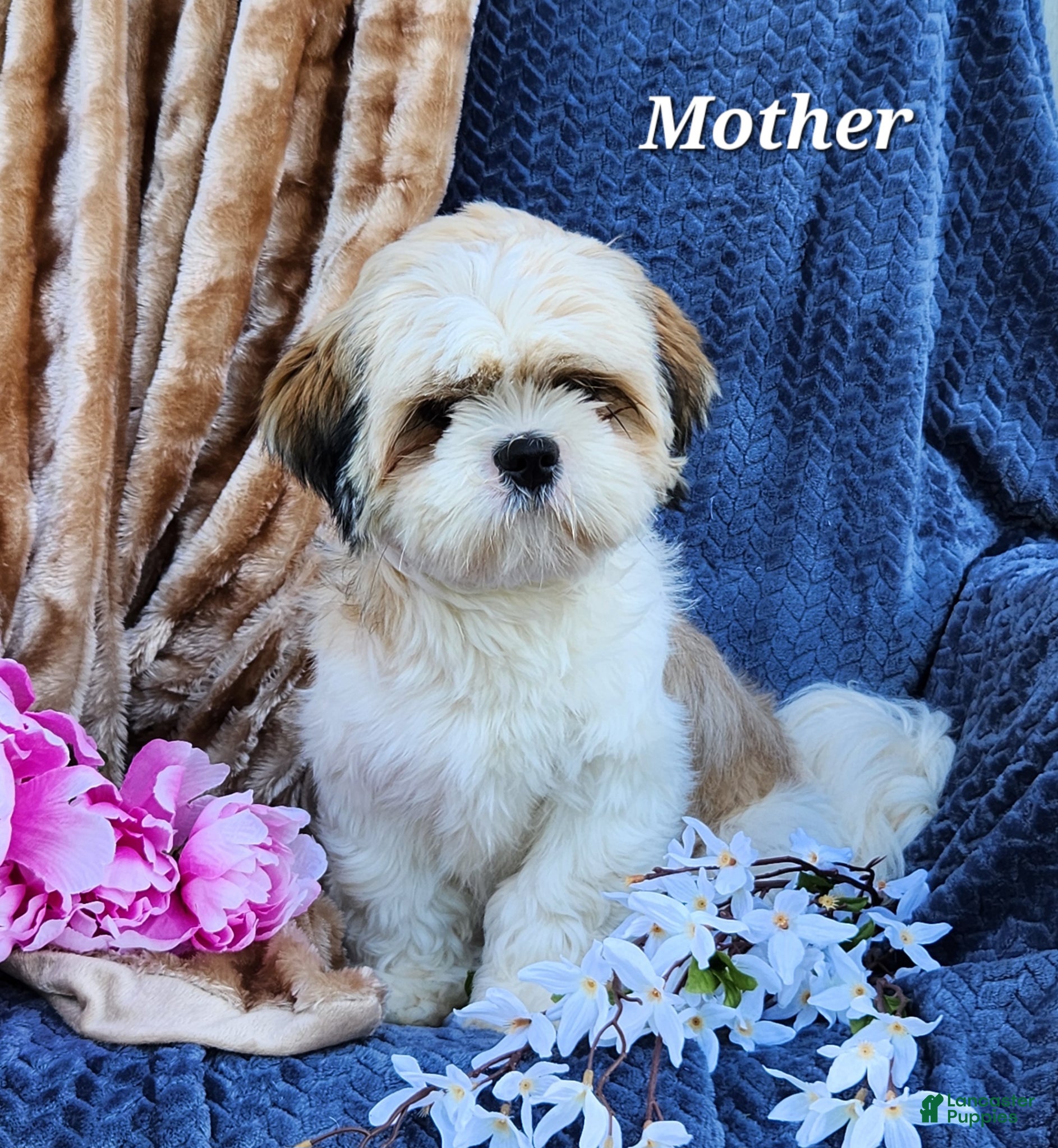 Shihpoo dogs Patches - Ad 2