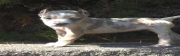 Cane Corso dogs for sale: Sand Clouds - Ad 5