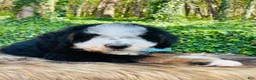 Bernedoodle dogs for sale: Bernedoodle “Mack” ( blue collar) - Ad 4