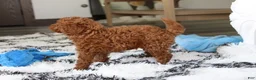 Bichpoo dogs for sale: Jenson - Ad 7