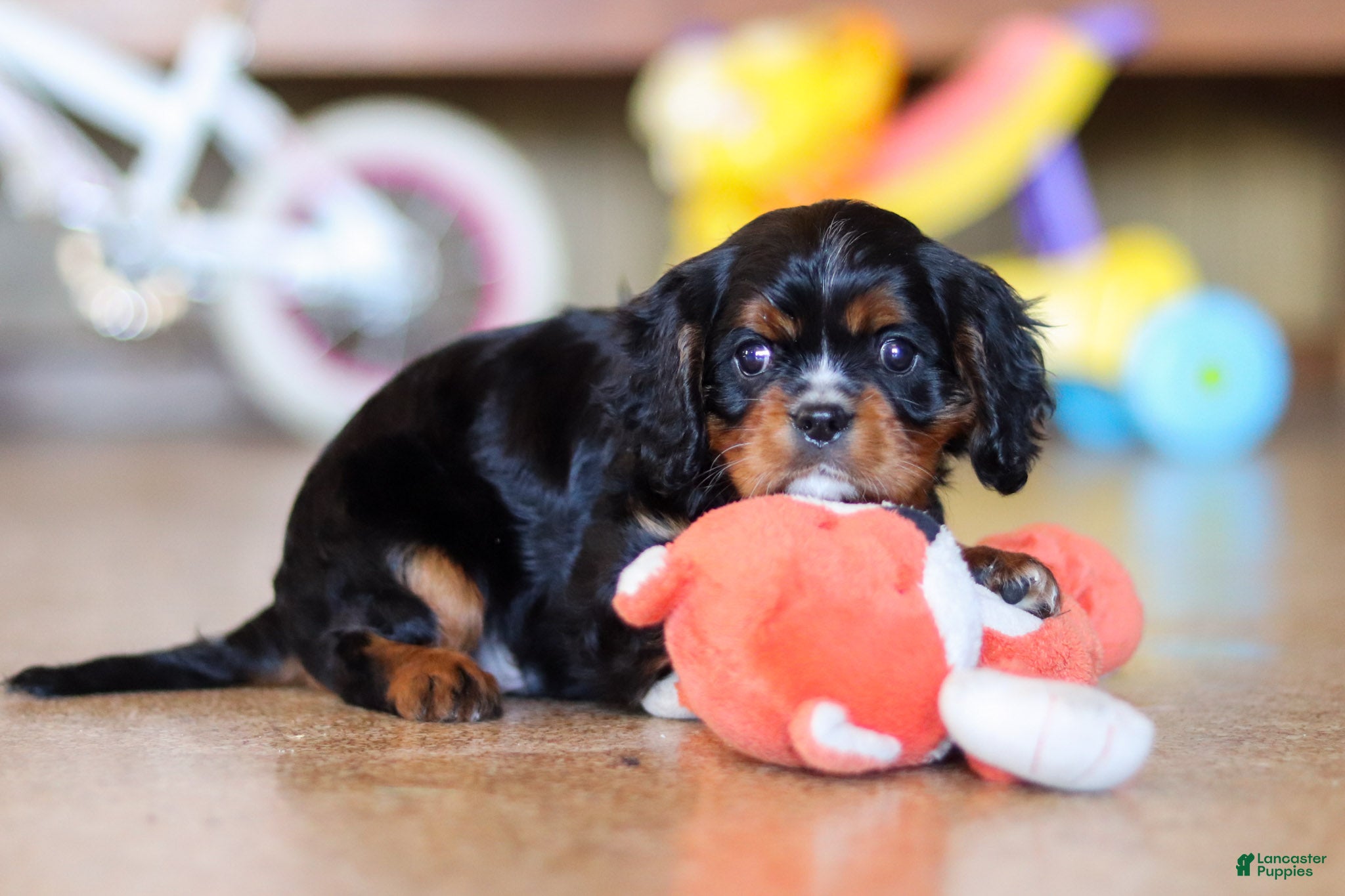 Cavalier King Charles Spaniel dogs for sale: Brock - Ad 6