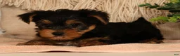 Yorkshire Terrier dogs for sale: Wesley - Ad 4