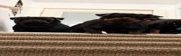 Rottweiler dogs for sale: Rottweiler Puppy 1 - Ad 4
