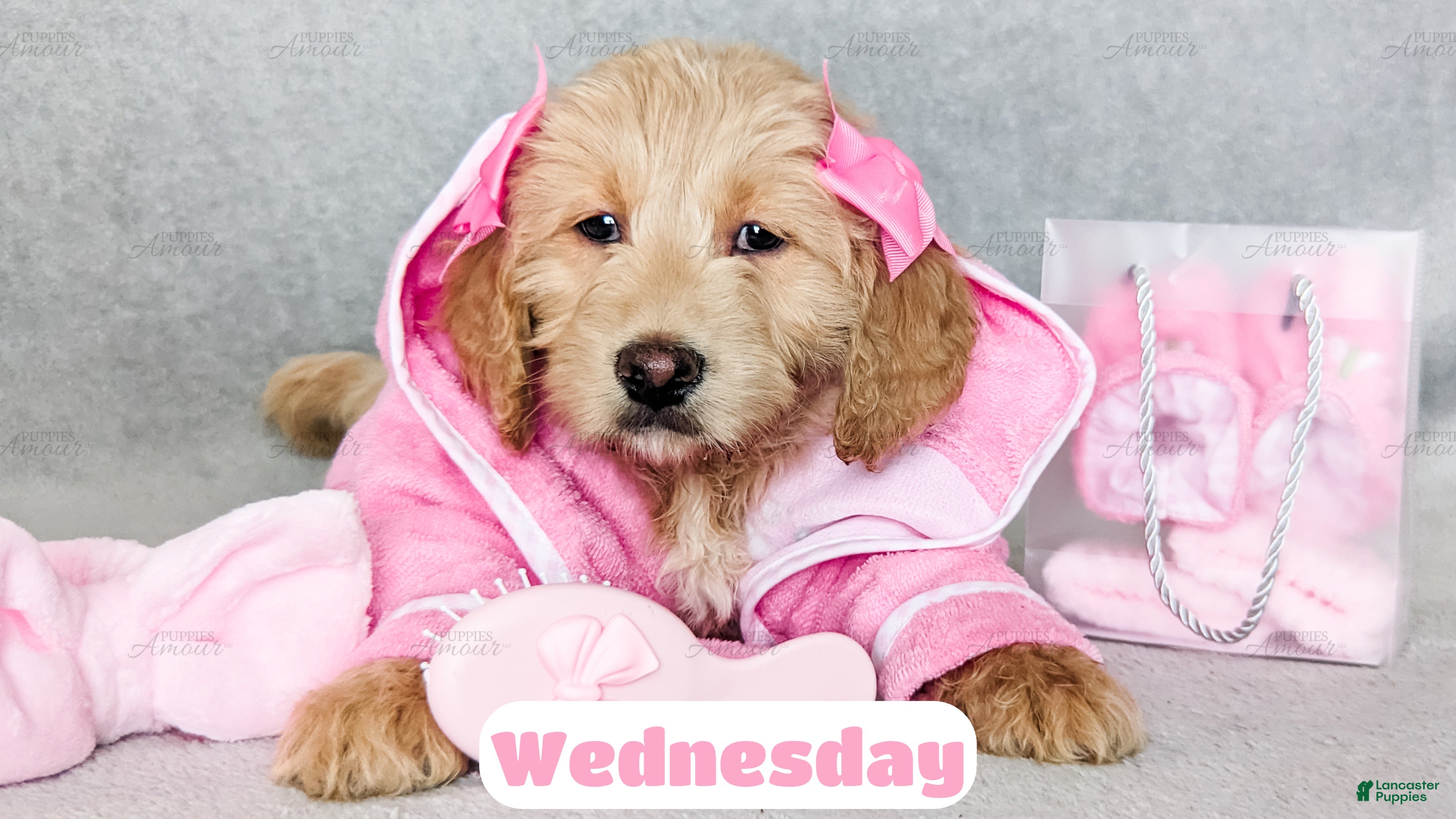 Goldendoodle dogs Wednesday - Ad 6