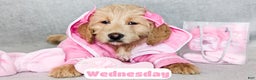 Goldendoodle dogs for sale: Wednesday - Ad 1