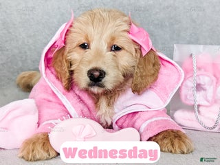 Goldendoodle dogs Wednesday - Ad 9