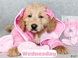 Goldendoodle dogs Wednesday - Ad 3