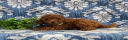 Toy Poodle dogs for sale: Sherman 9 lbs Full Grown - Ad 5