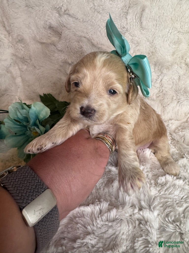 Maltipoo dogs Franny - Ad 2