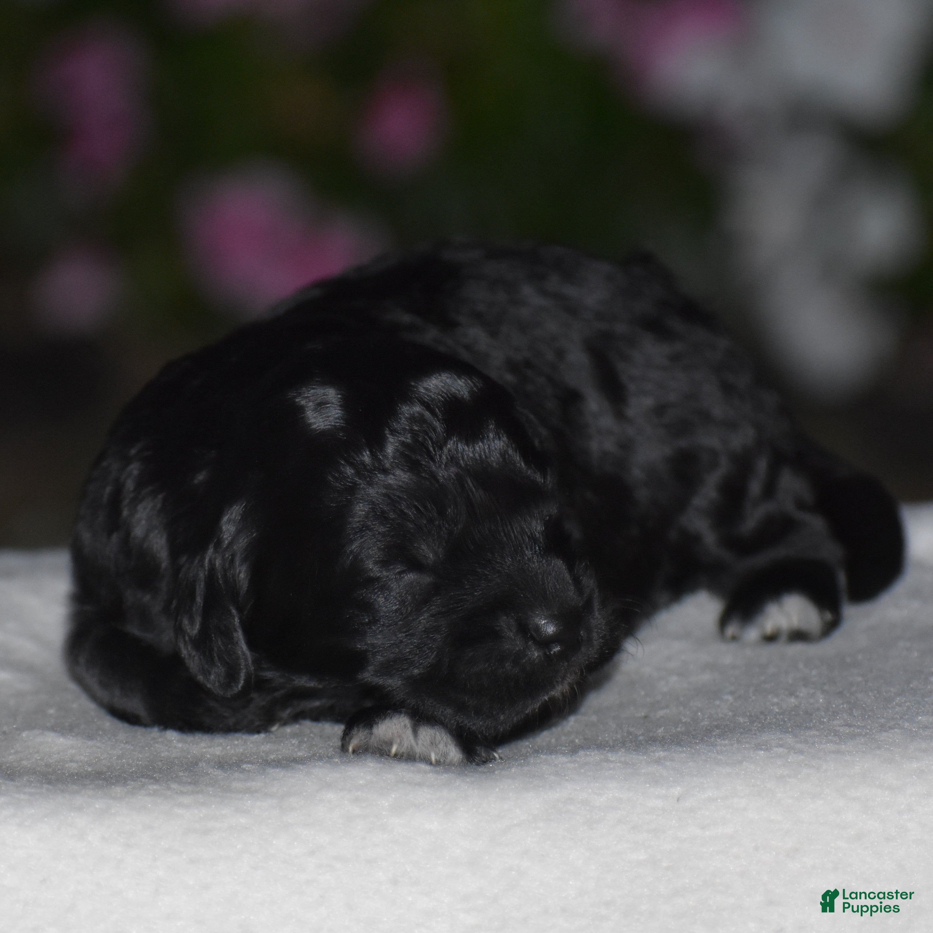 Mini Goldendoodle dogs Hyacinth - Ad 2