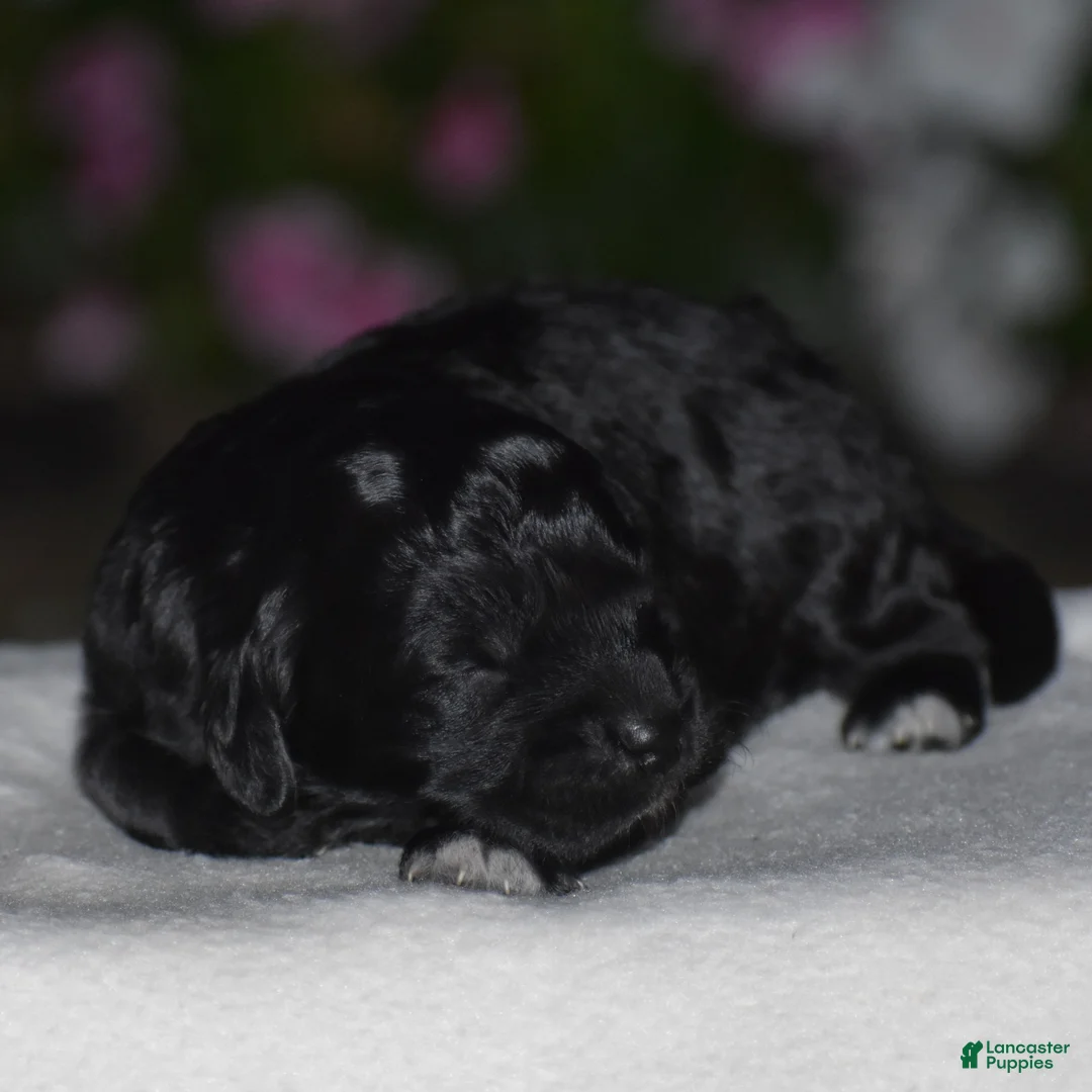 Mini Goldendoodle dogs for sale: Hyacinth - Ad 2