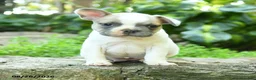 French Bulldog dogs for sale: Madeleine - Ad 1
