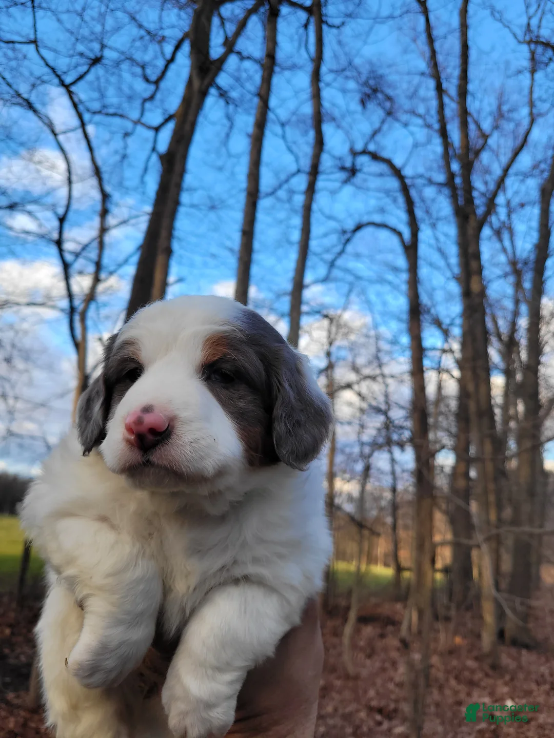 Mini Bernedoodle dogs for sale: Stacy - Ad 4