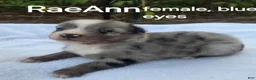 Australian Shepherd dogs for sale: RaeAnn - Ad 5