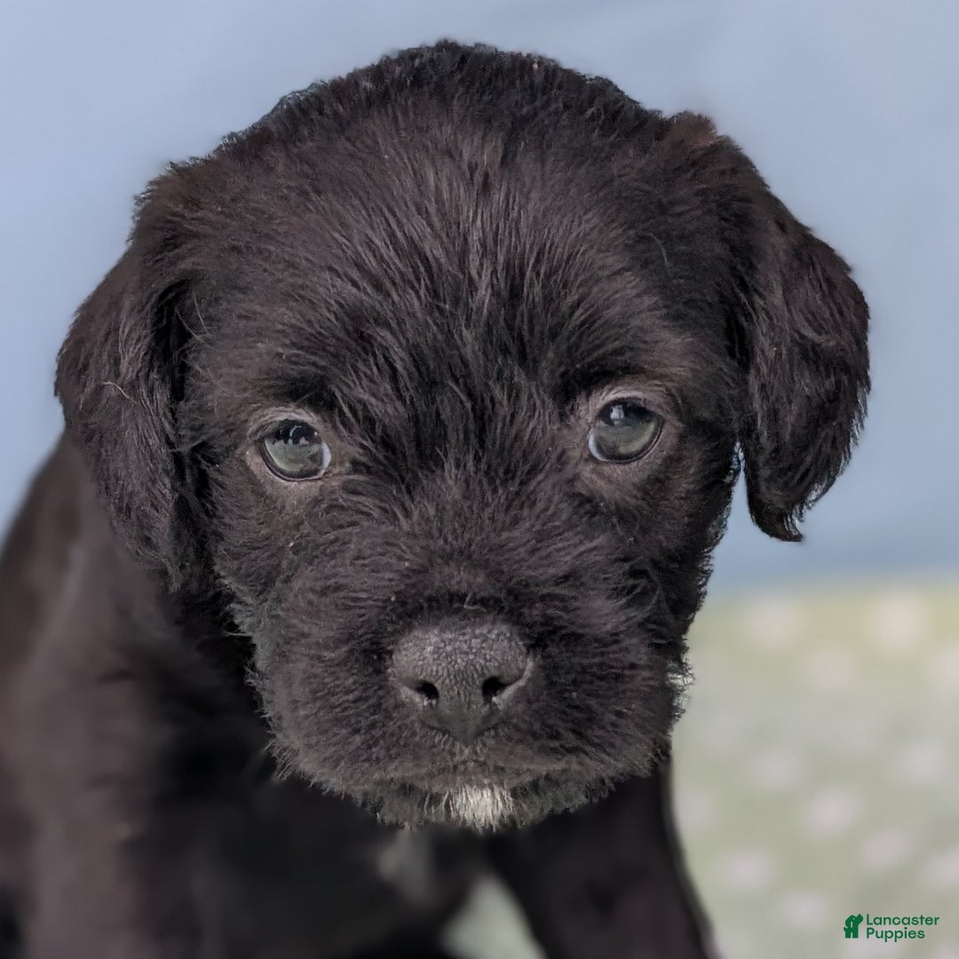 Mixed Breed dogs for sale: Black Prince - Ad 9