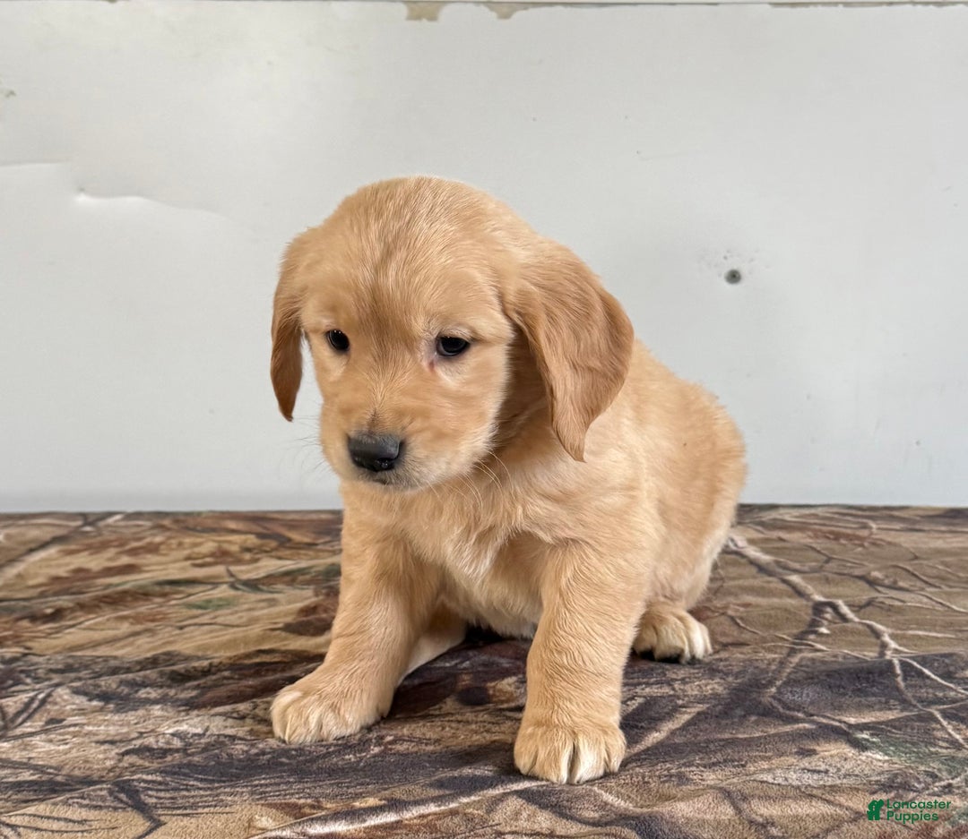 Golden Retriever dogs for sale: Tucker - Ad 2