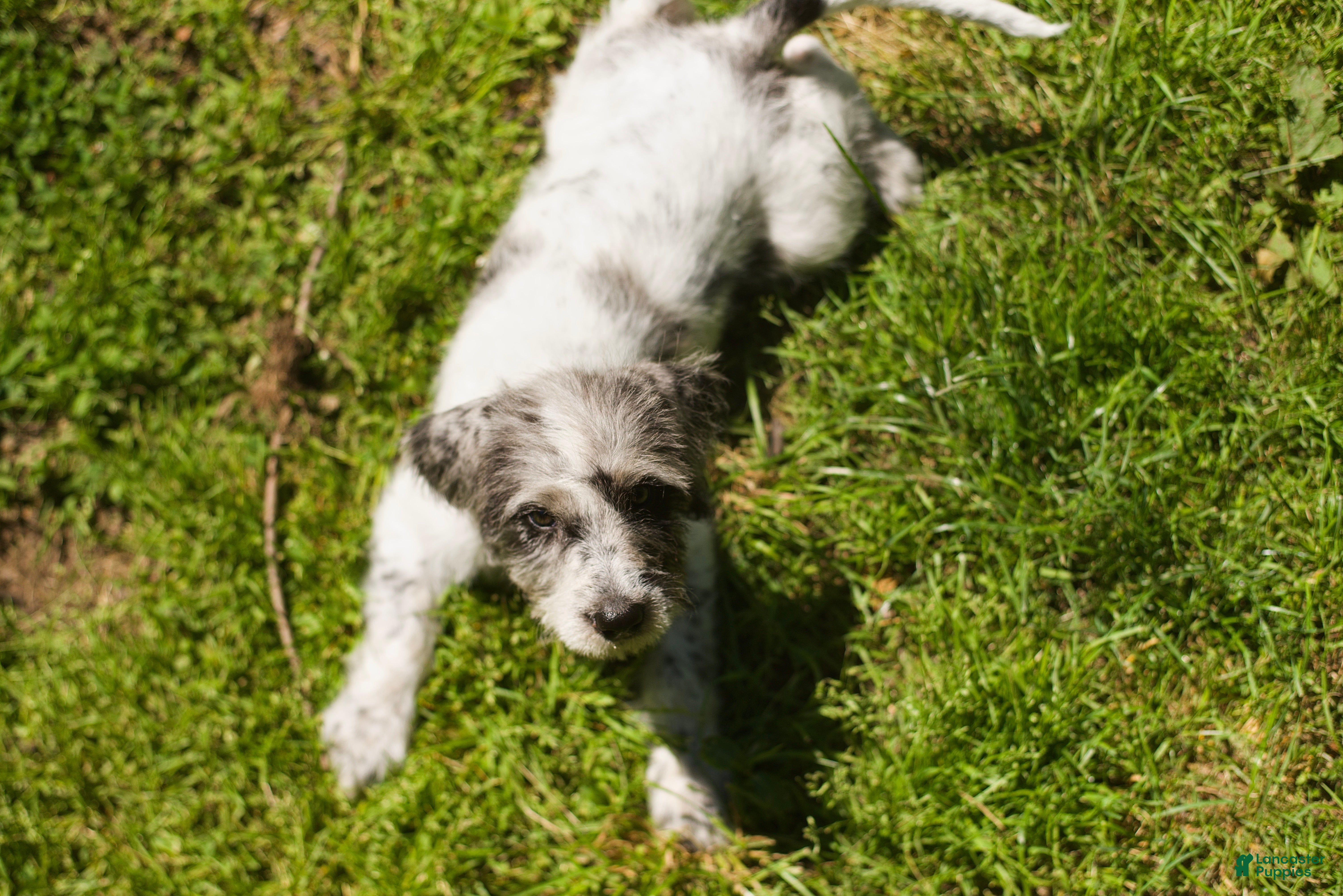 Mixed Breed dogs June - Ad 1