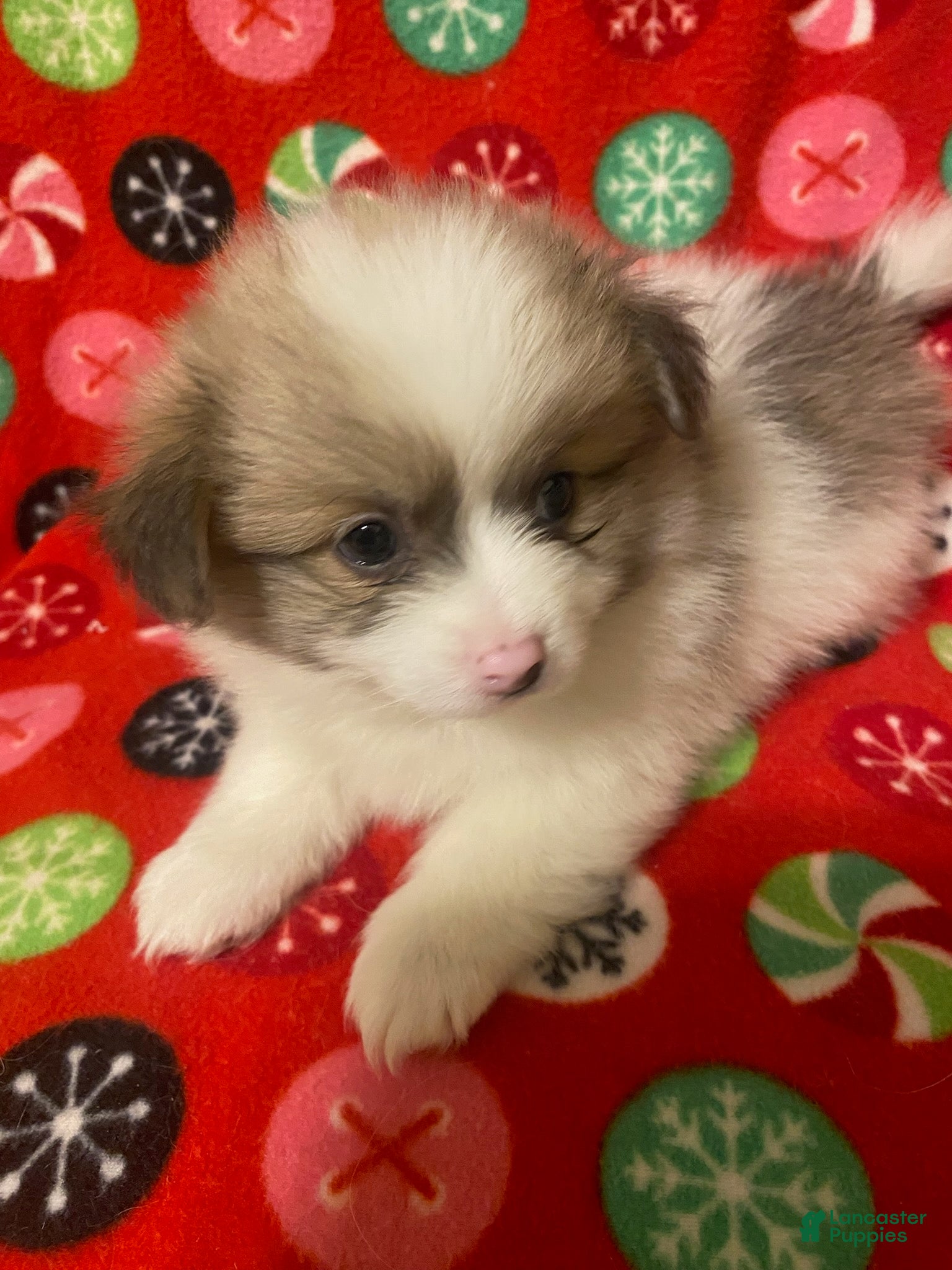 Pomeranian dogs Pomeranian Puppy Sparky - Ad 12