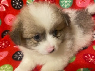 Pomeranian dogs Pomeranian Puppy Sparky - Ad 12