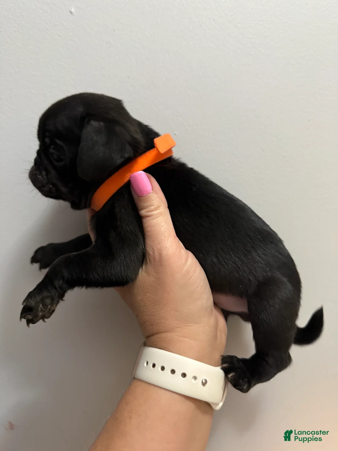 Pug dogs for sale: Orange - Ad 2