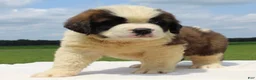Saint Bernard dogs for sale: Max - AKC Champion Bloodlines - Ad 3