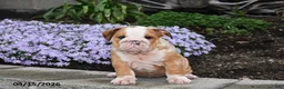 English Bulldog dogs for sale: Druscilla - Ad 4
