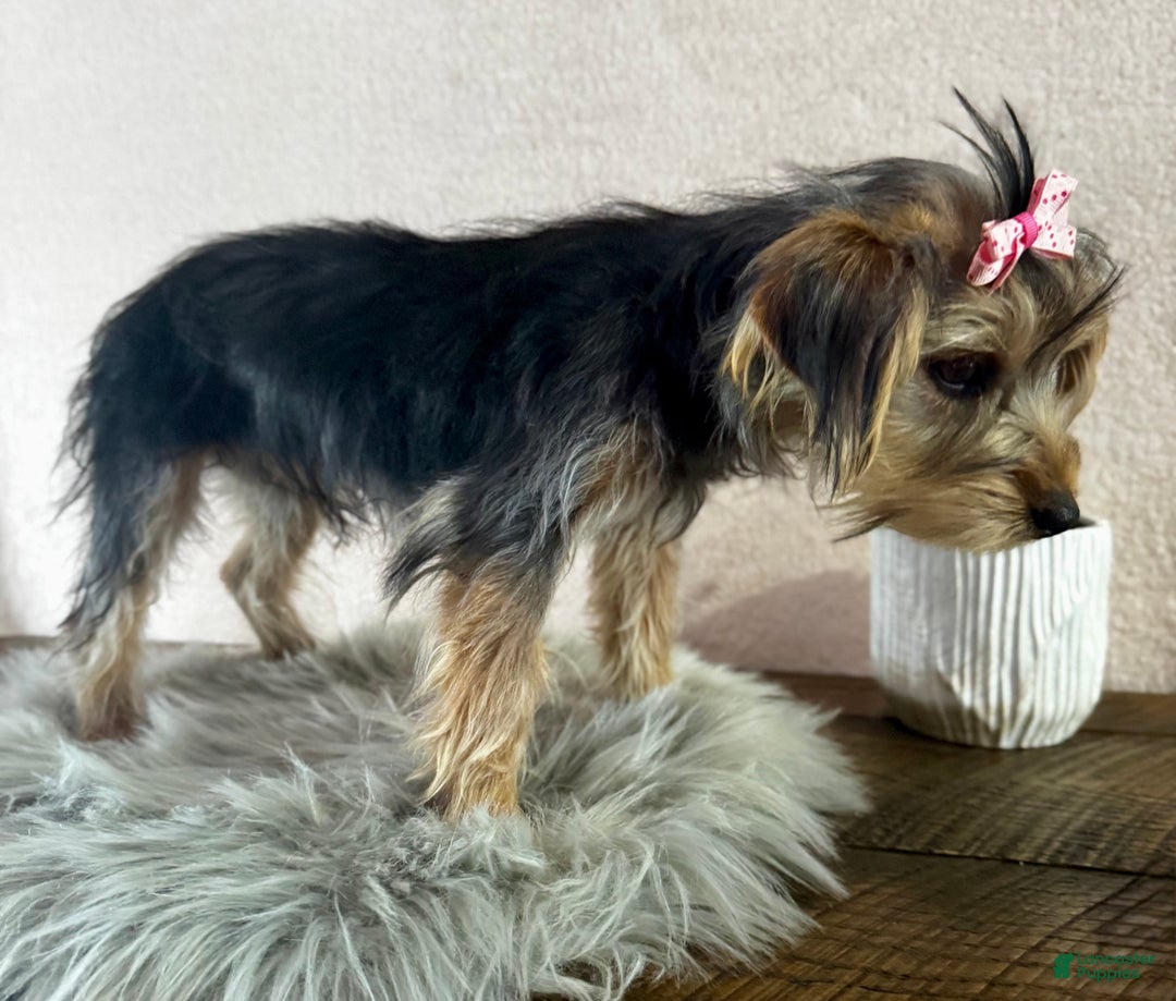 Yorkshire Terrier dogs for sale: Tarza - Ad 10