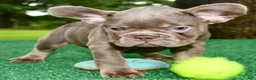 French Bulldog dogs for sale: French Bulldog 1 - Ad 7