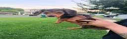 Miniature Dachshund dogs for sale: Miniature Dachshund 1 - Ad 4