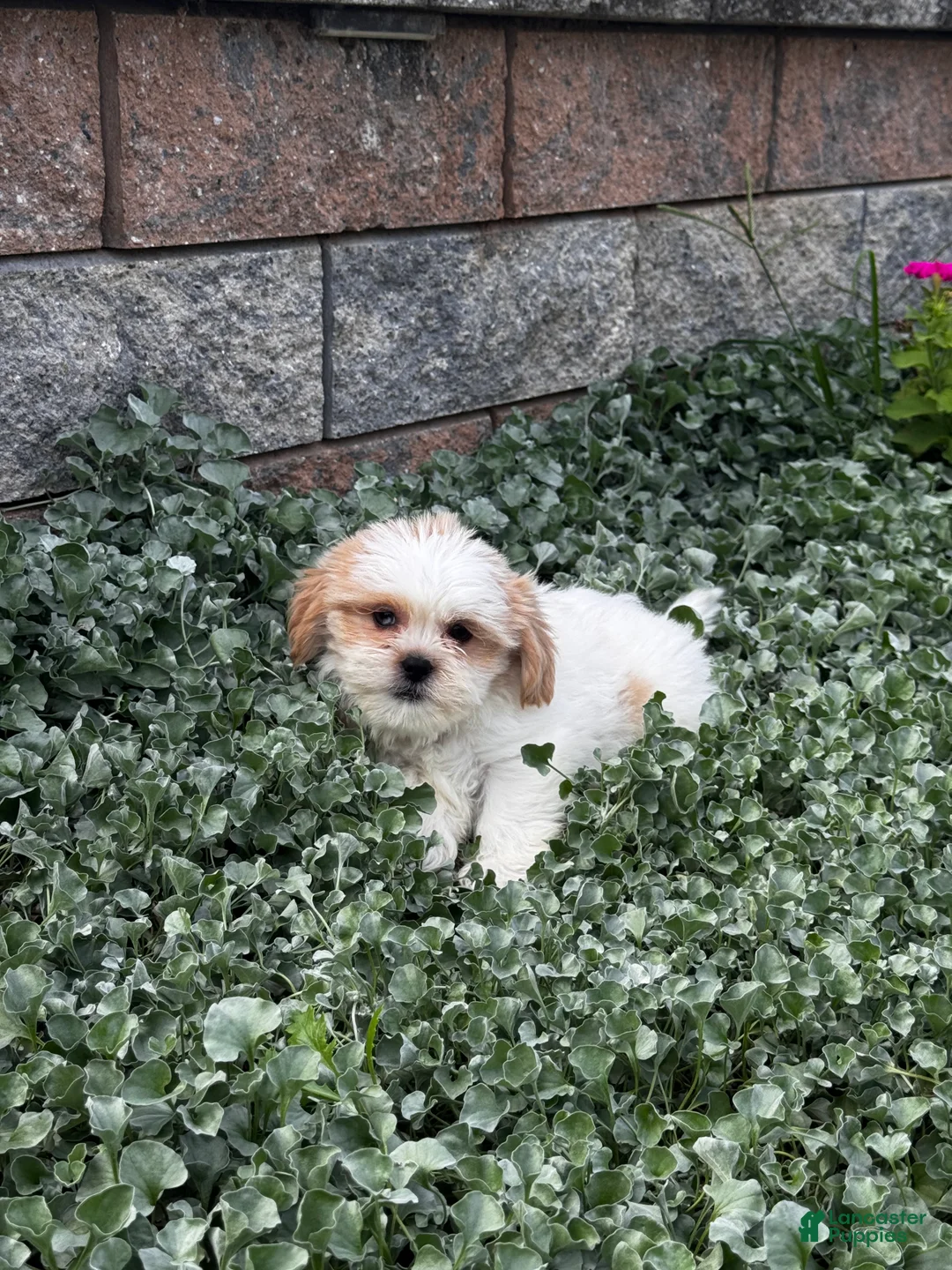 Shih Tzu dogs for sale: Simba - Ad 5