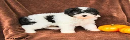Miniature Poodle dogs for sale: Oreo - Ad 3