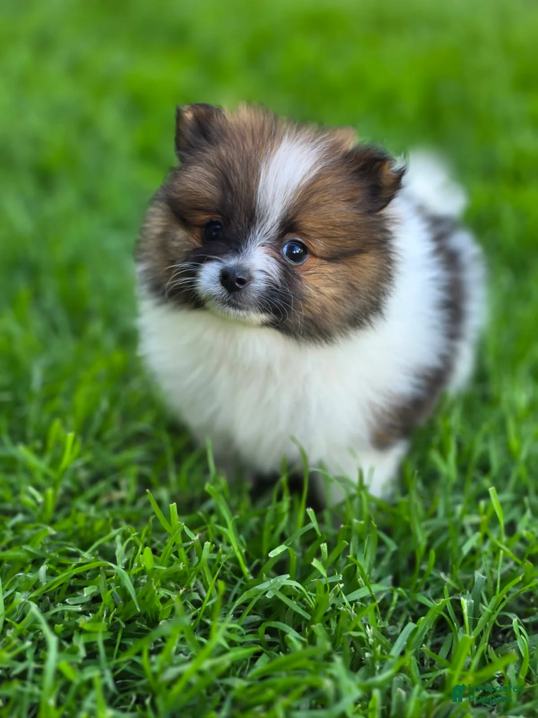 Pomeranian dogs for sale: Boy 2 - Ad 5