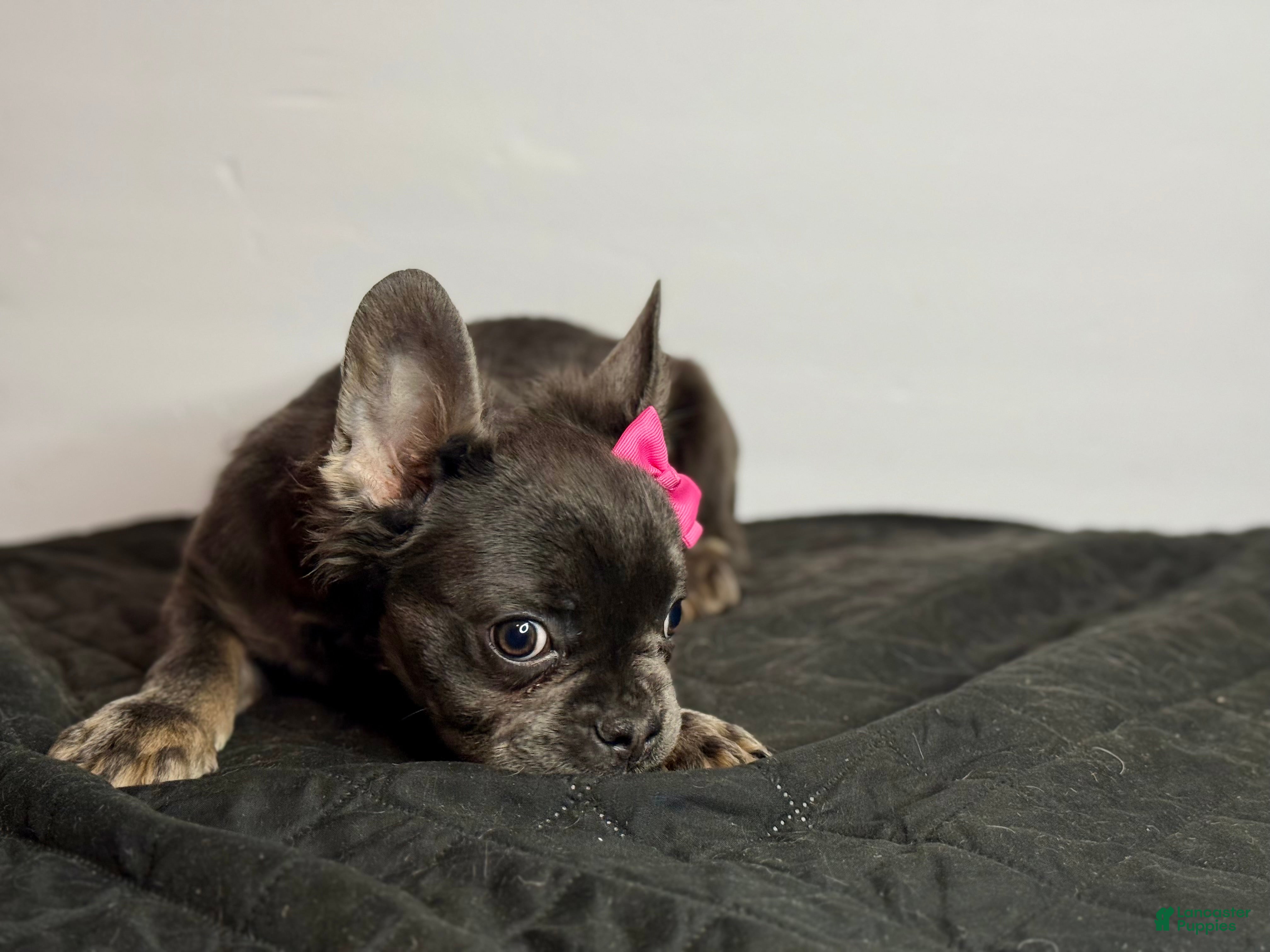 French Bulldog dogs for sale: Onyx - Ad 2