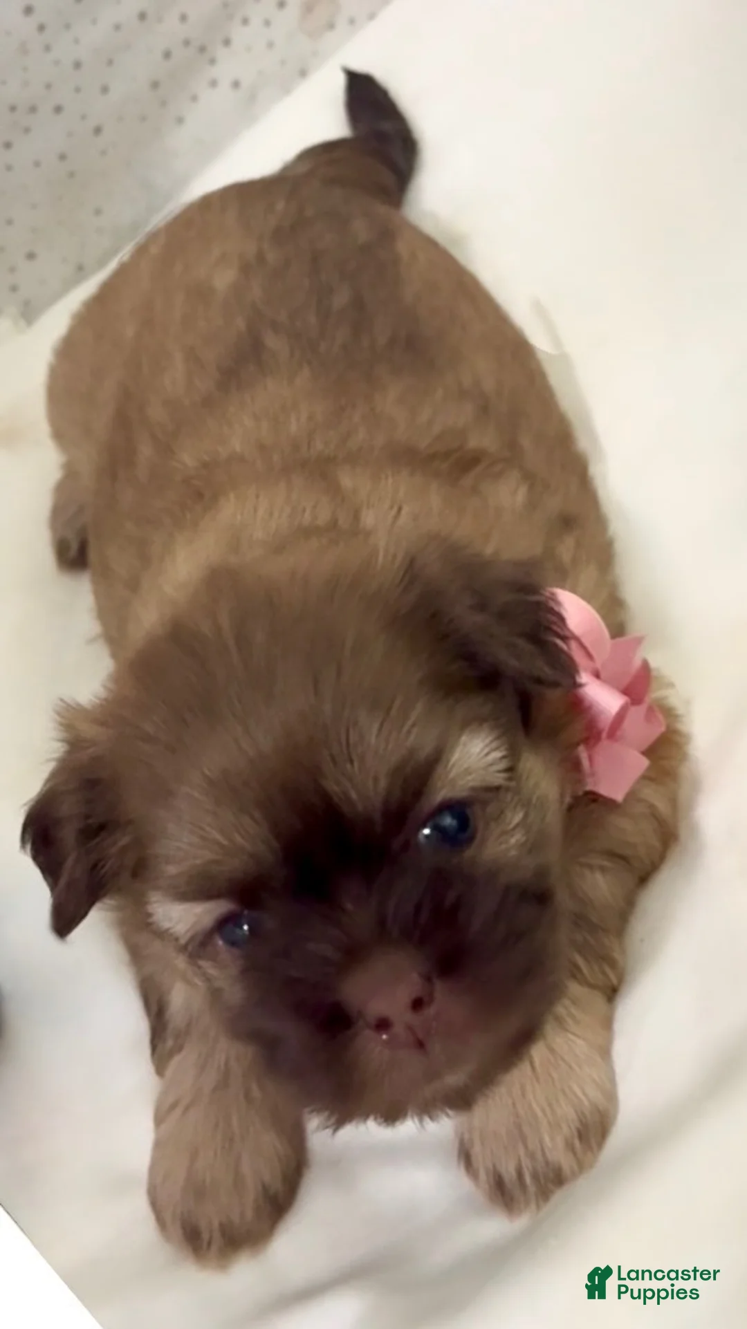 Shih Tzu dogs for sale: Spice Cake - Ad 3